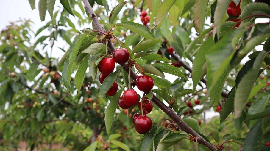 bloom fresh cereza